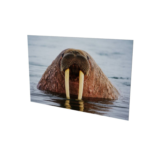 Curious Walrus, Svalbard
