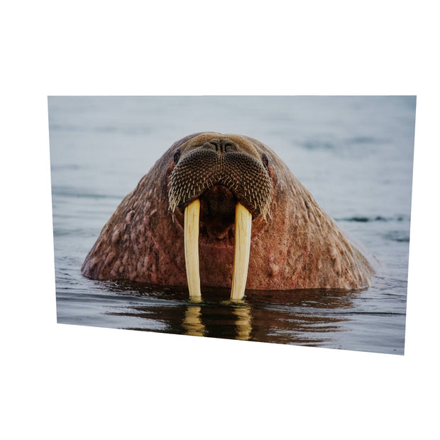 Curious Walrus, Svalbard