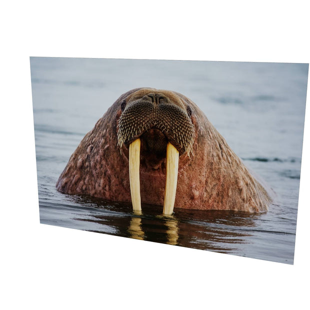 Curious Walrus, Svalbard