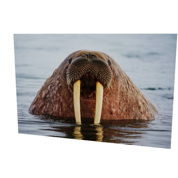 Curious Walrus, Svalbard