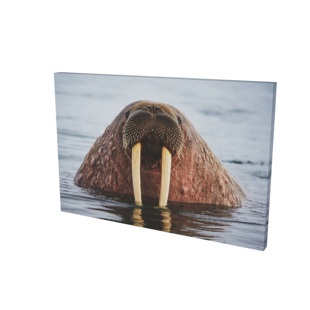 Curious Walrus, Svalbard