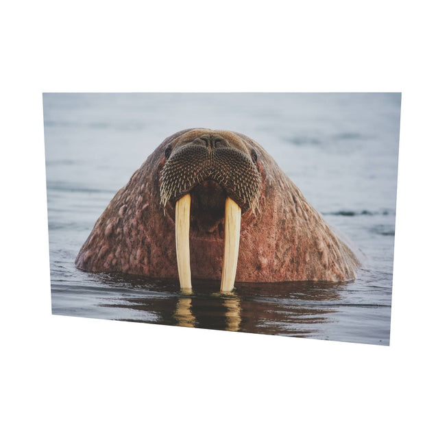 Curious Walrus, Svalbard
