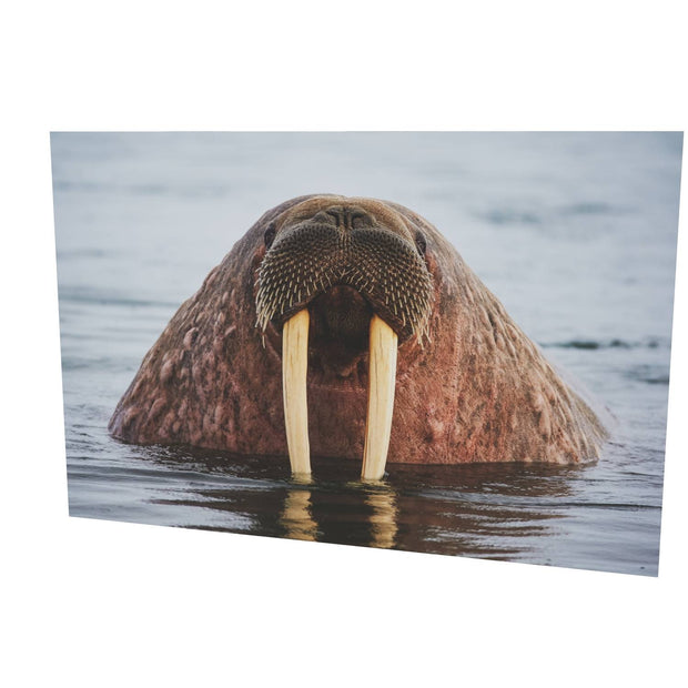Curious Walrus, Svalbard