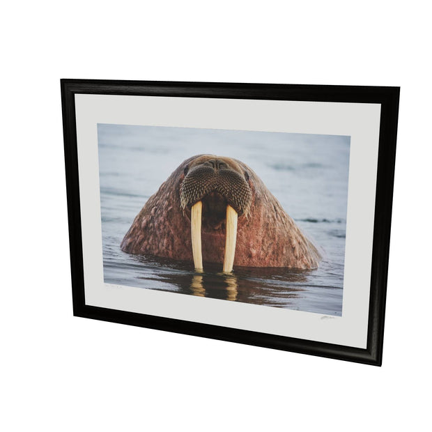 Curious Walrus, Svalbard