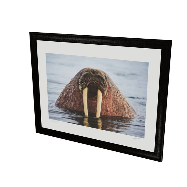 Curious Walrus, Svalbard