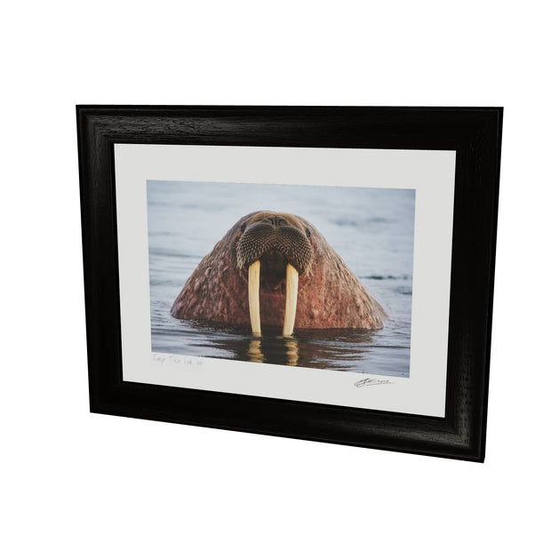 Curious Walrus, Svalbard