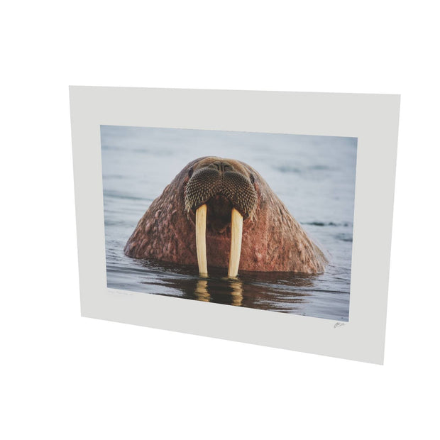 Curious Walrus, Svalbard