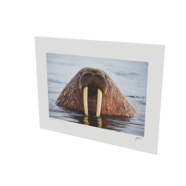 Curious Walrus, Svalbard