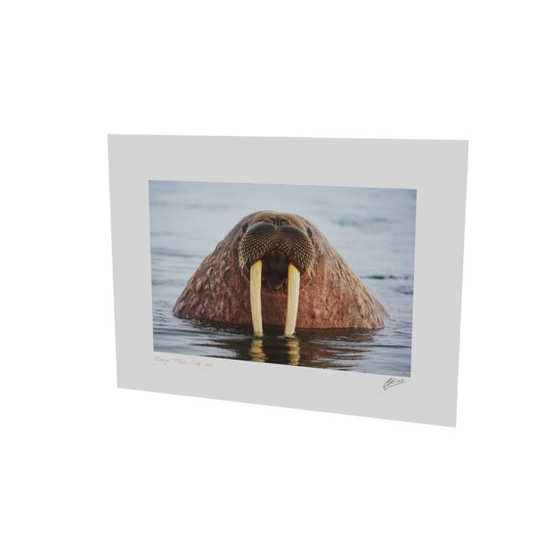 Curious Walrus, Svalbard