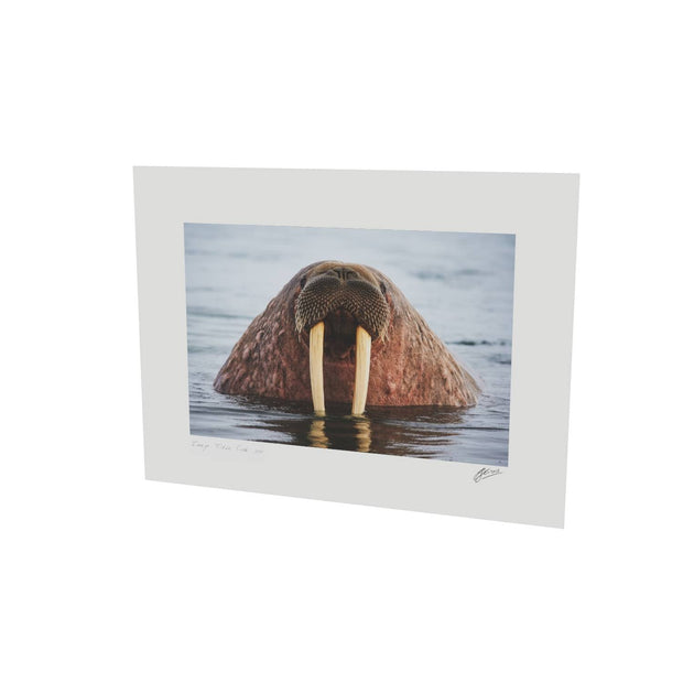 Curious Walrus, Svalbard
