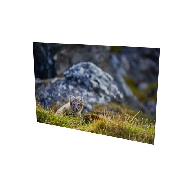 Arctic Fox Cub I, Svalbard