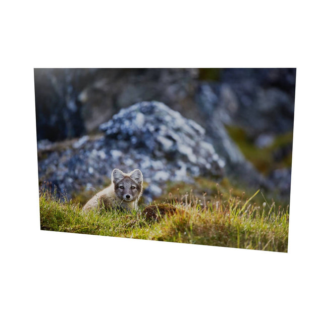 Arctic Fox Cub I, Svalbard