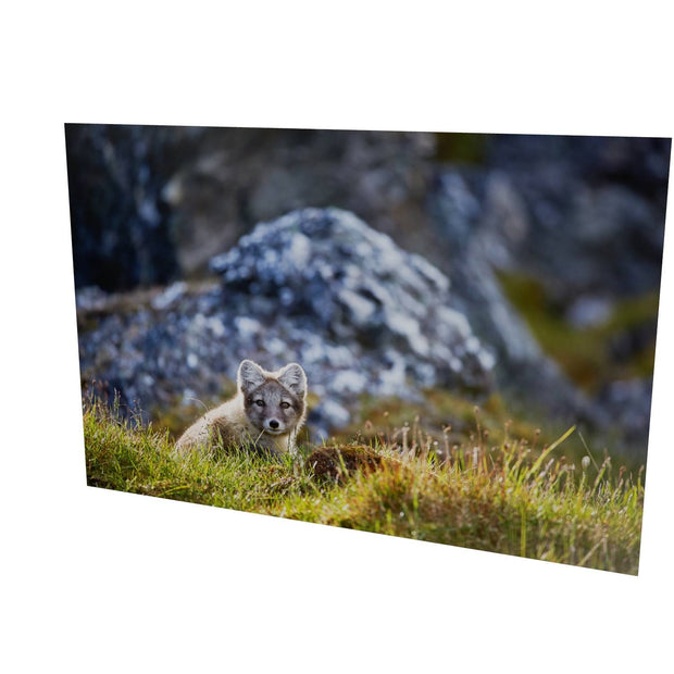 Arctic Fox Cub I, Svalbard