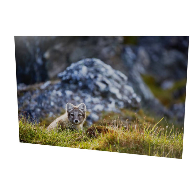 Arctic Fox Cub I, Svalbard