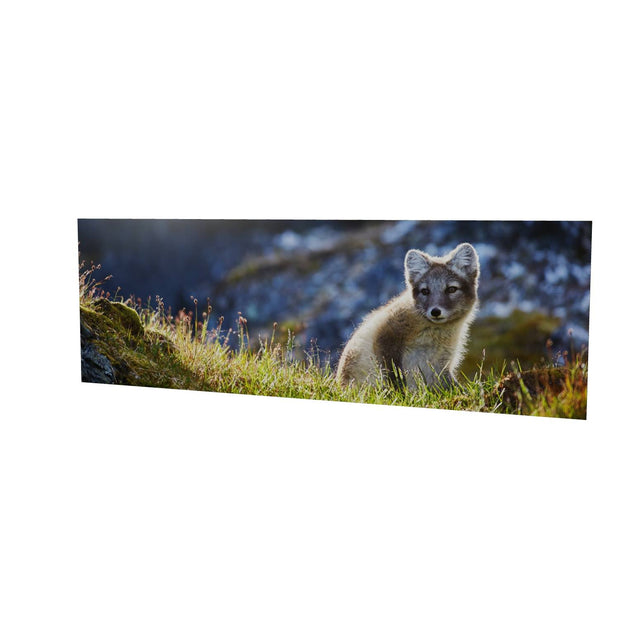 Arctic Fox Cub II, Svalbard