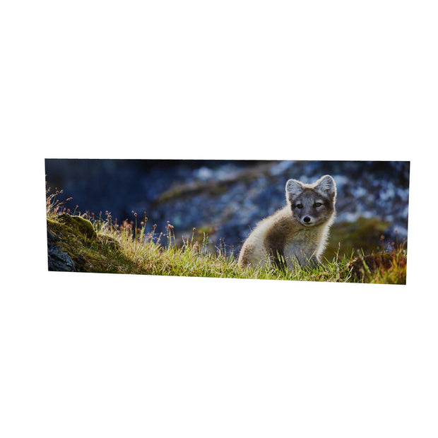 Arctic Fox Cub II, Svalbard