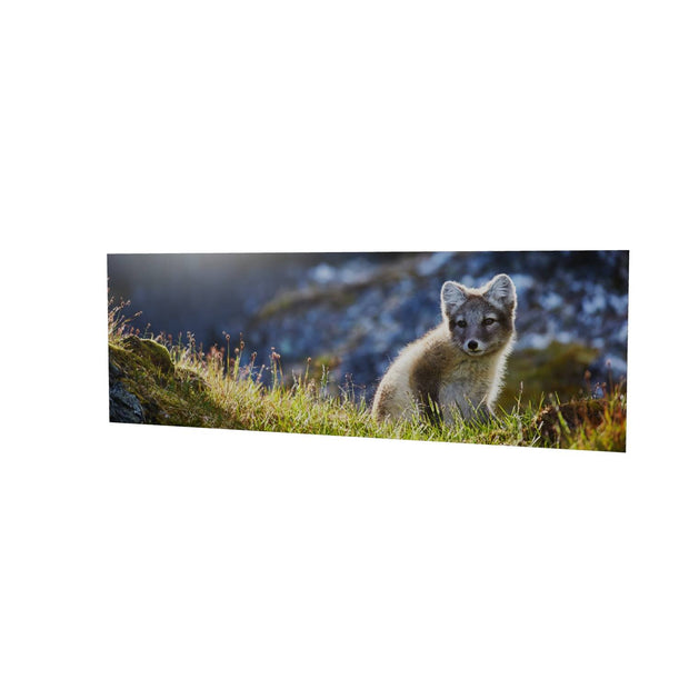 Arctic Fox Cub II, Svalbard