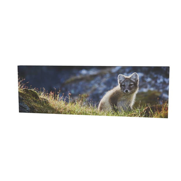 Arctic Fox Cub II, Svalbard