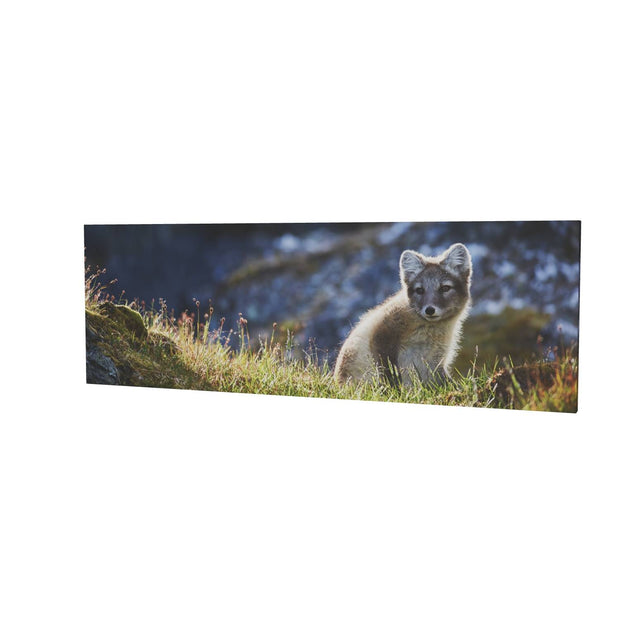 Arctic Fox Cub II, Svalbard