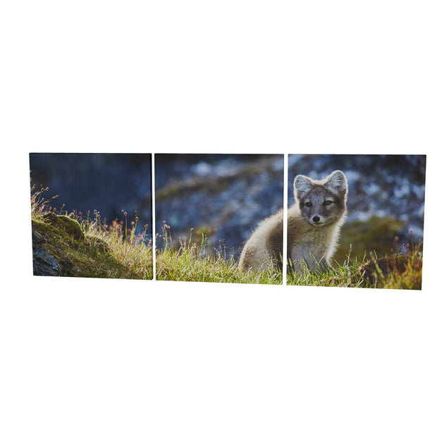 Arctic Fox Cub II, Svalbard