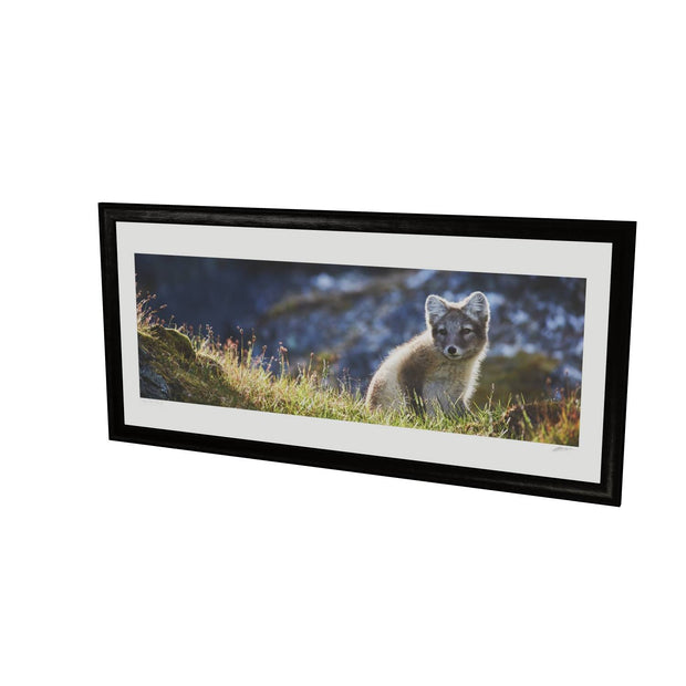 Arctic Fox Cub II, Svalbard