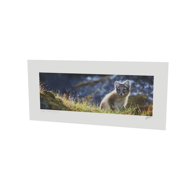Arctic Fox Cub II, Svalbard