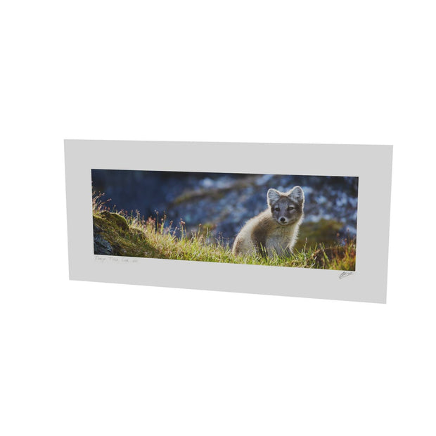 Arctic Fox Cub II, Svalbard