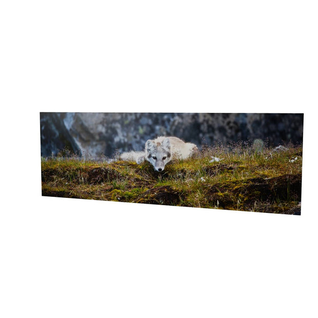Arctic Fox Cub III, Svalbard
