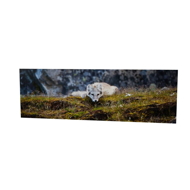 Arctic Fox Cub III, Svalbard