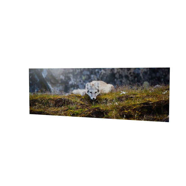Arctic Fox Cub III, Svalbard