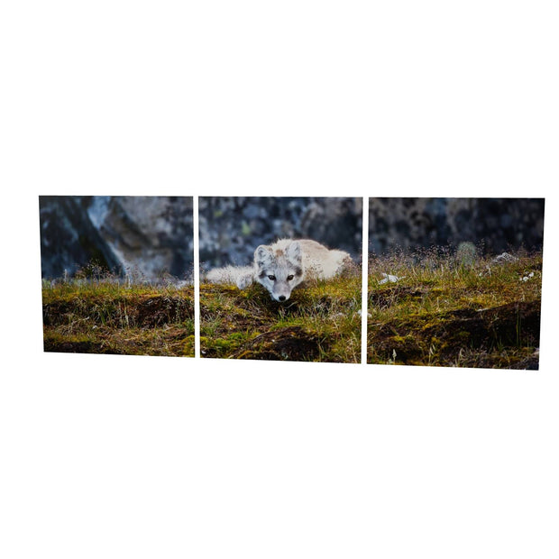 Arctic Fox Cub III, Svalbard