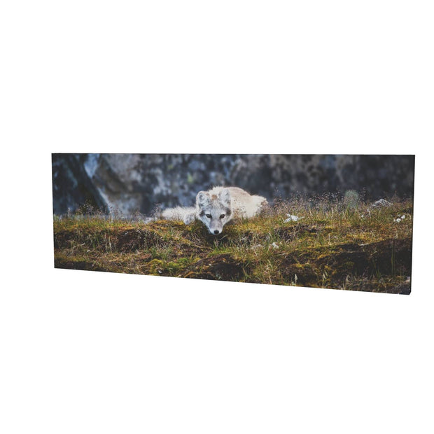 Arctic Fox Cub III, Svalbard