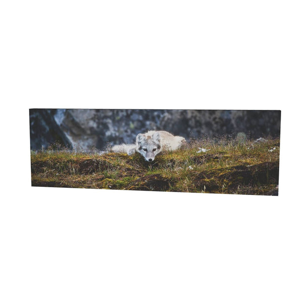 Arctic Fox Cub III, Svalbard