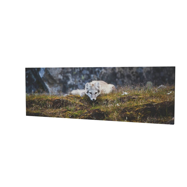 Arctic Fox Cub III, Svalbard