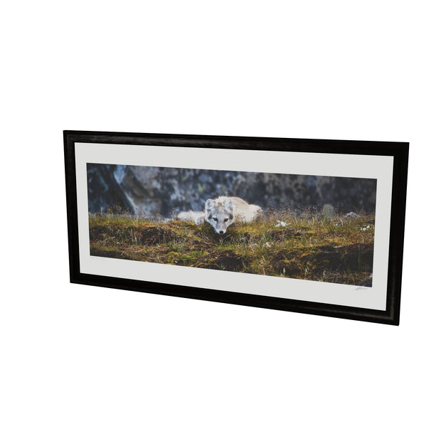 Arctic Fox Cub III, Svalbard