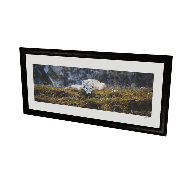 Arctic Fox Cub III, Svalbard