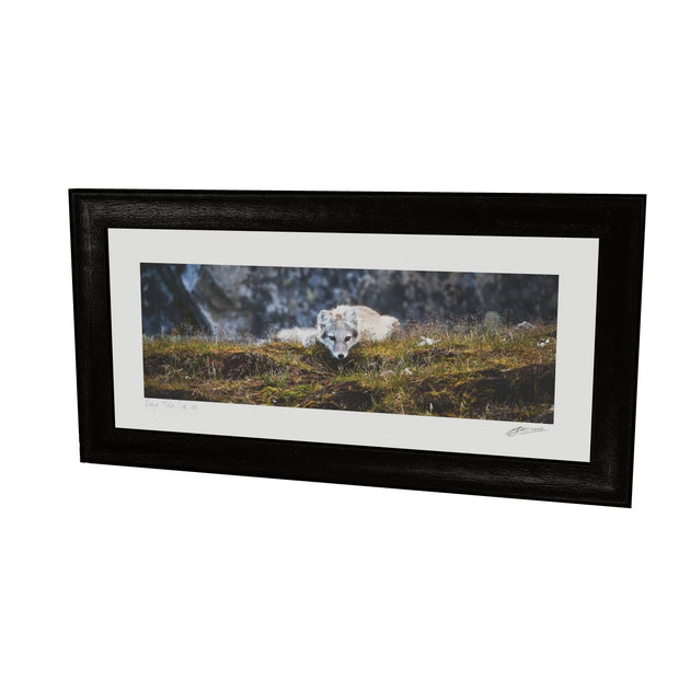 Arctic Fox Cub III, Svalbard