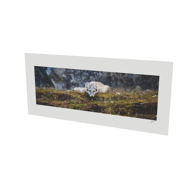 Arctic Fox Cub III, Svalbard