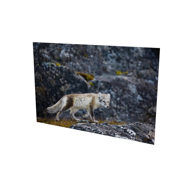 Arctic Fox Cub IV, Svalbard