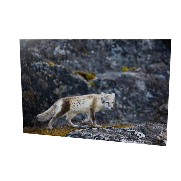 Arctic Fox Cub IV, Svalbard