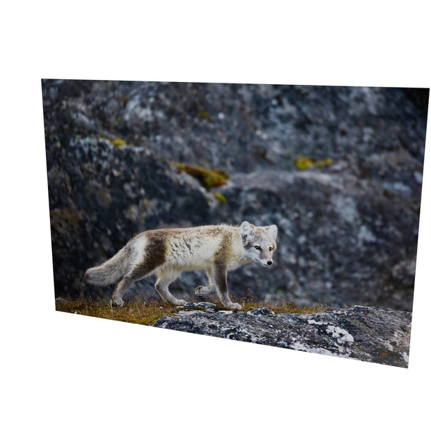 Arctic Fox Cub IV, Svalbard