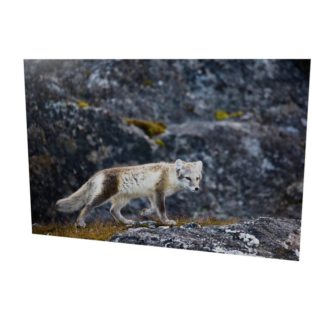 Arctic Fox Cub IV, Svalbard