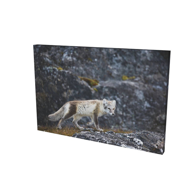 Arctic Fox Cub IV, Svalbard