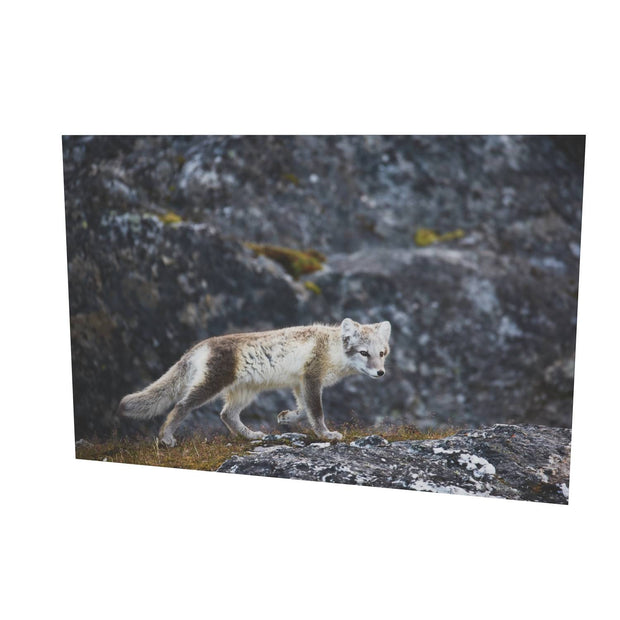 Arctic Fox Cub IV, Svalbard