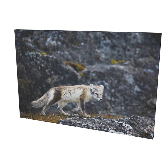 Arctic Fox Cub IV, Svalbard