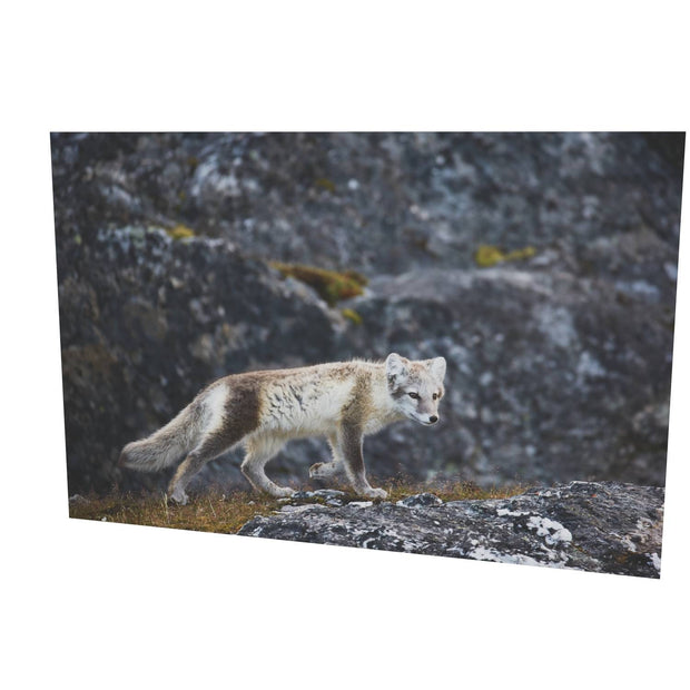 Arctic Fox Cub IV, Svalbard