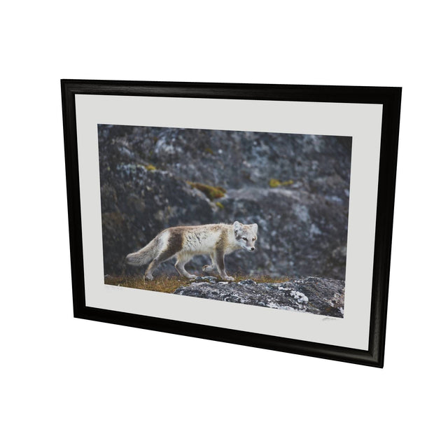 Arctic Fox Cub IV, Svalbard