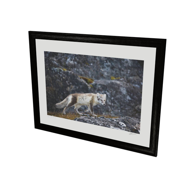Arctic Fox Cub IV, Svalbard
