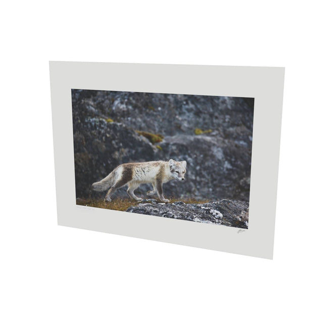 Arctic Fox Cub IV, Svalbard