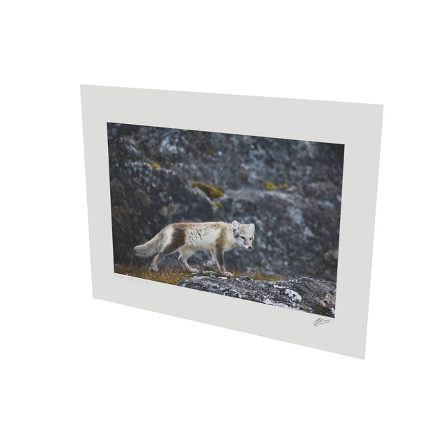 Arctic Fox Cub IV, Svalbard